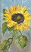 026 slunečnice (akryl a pastel 15×25 cm)